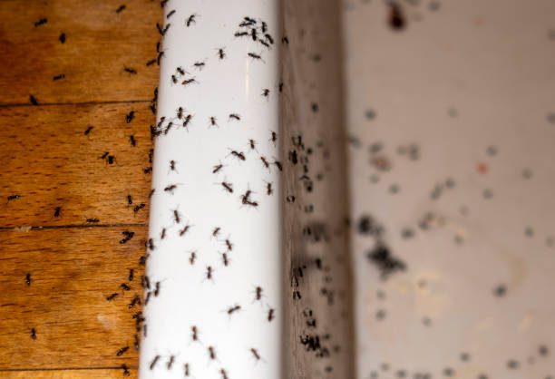 Best Exterminator Services  in Bowling Green, VA